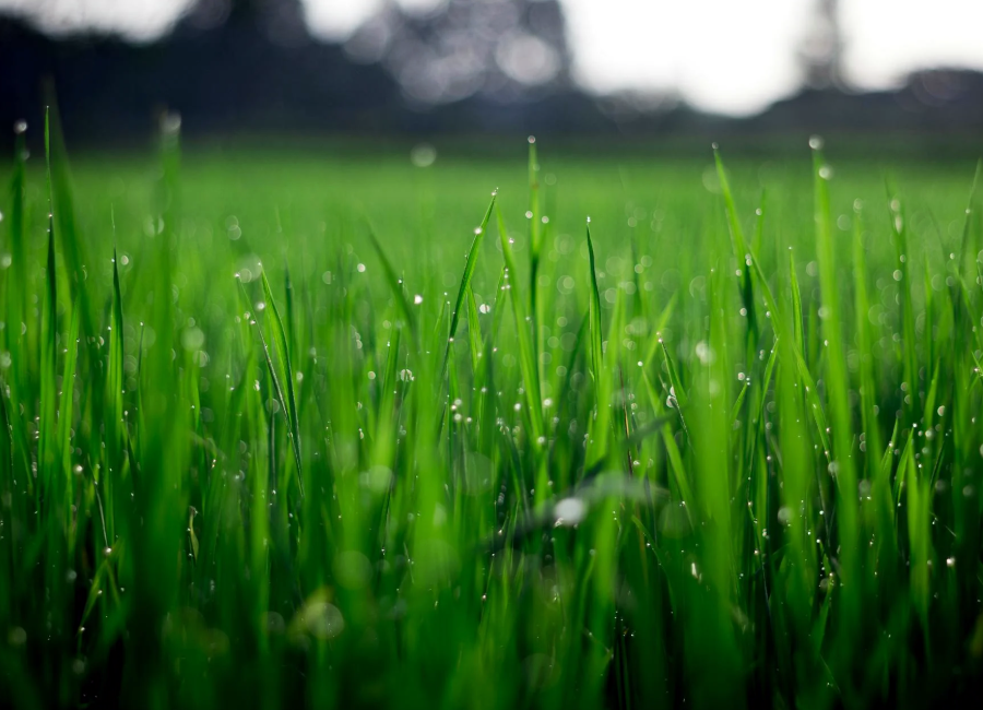 Lawn Mowing & Maintenance