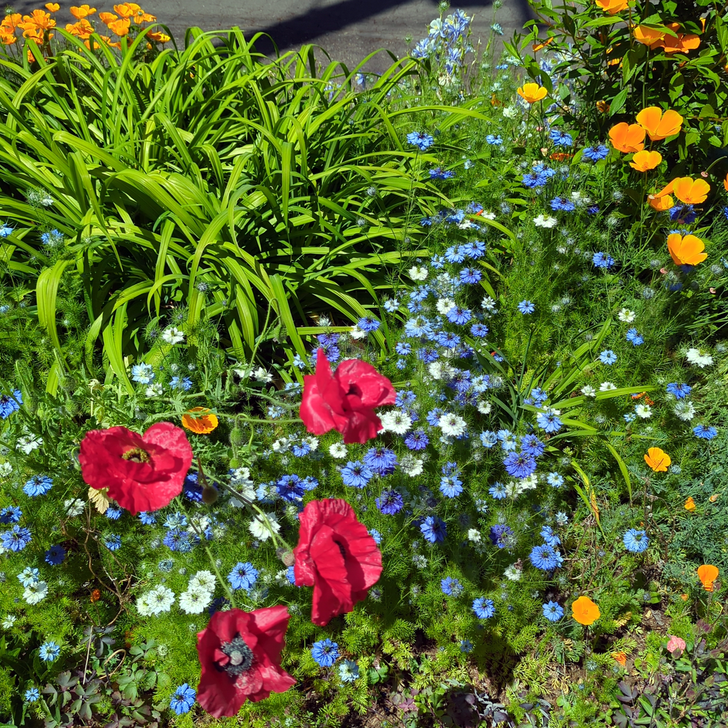 Living Habitat Parking Strip Conversion