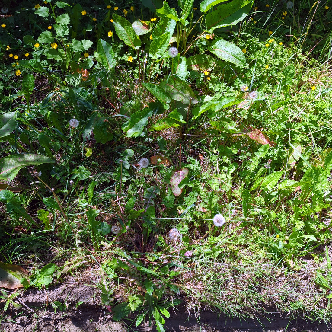 Before - Parking Strip Hardscaping Project